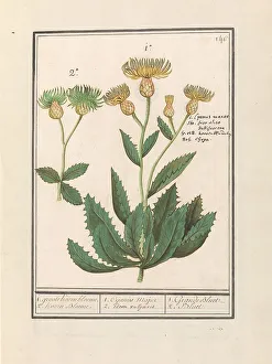 Centauri (Centaurea), 1596-1610. Creators: Anselmus de Boodt, Elias Verhulst