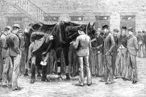 Training College Prints: The Centenary of the Royal Veterinary College