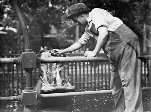 Leaning Forward Prints: Central Park - feeding hippo, between c1910 and c1915. Creator: Bain News Service