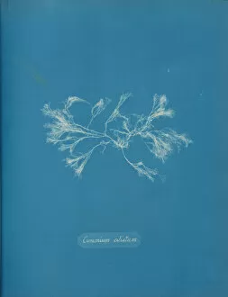 Blueprint Gallery: Ceramium ciliatum, ca. 1853. Creator: Anna Atkins