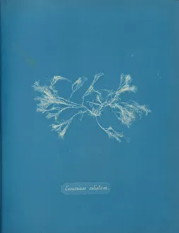 Anna Gallery: Ceramium ciliatum, ca. 1853. Creator: Anna Atkins