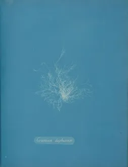 Earliest Prints: Ceramium diaphanum, ca. 1853. Creator: Anna Atkins
