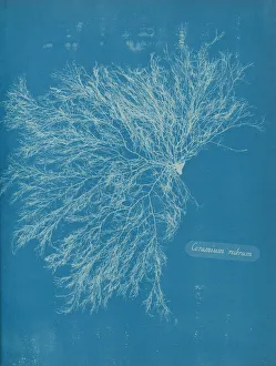 Anna Gallery: Ceramium rubrum, ca. 1853. Creator: Anna Atkins