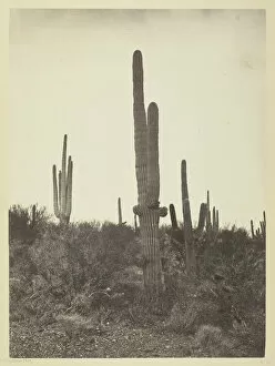 Cactus Gallery: Cereus giganteus, Arizona, 1871. Creator: Tim O Sullivan