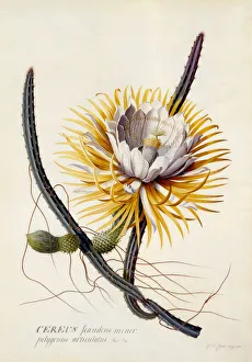 Cereus (Queen of the Night), c. 1744 (hand coloured engraving)