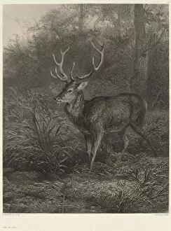 Deer Collection: Cerf Dix-Cors. Creator: Karl Bodmer
