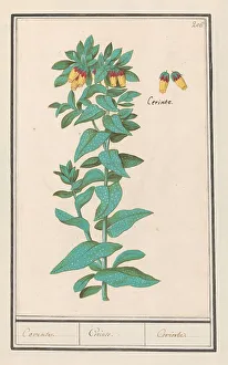 Deck Paint Prints: Cerinthe (Cerinthe major), 1596-1610. Creators: Anselmus de Boodt, Elias Verhulst