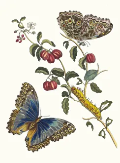 Plant Science Prints: Cerises d Amerique. From the Book Metamorphosis insectorum Surinamensium, 1705