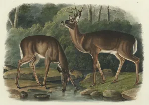 Hand Colored Lithograph On Wove Paper Prints: Cervus Virginianus, 1848. Creator: John Woodhouse Audubon