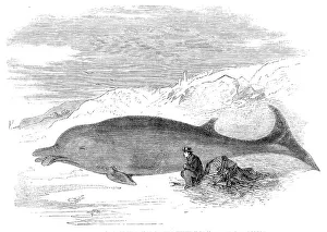 Whale Prints: Cetacean animal recently cast on the Kentish coast