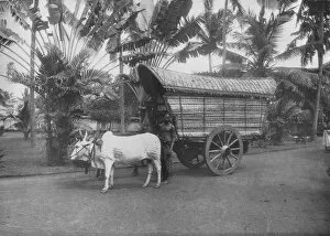 Alfred William Amandus Plate Gallery: A Ceylon Bullock Cart, c1890, (1910). Artist: Alfred William Amandus Plate