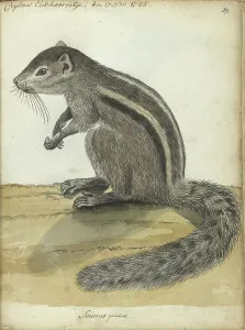 Ceylon Sri Lanka Prints: Ceylon squirrel, (Atlantoxerus getulus), 1785. Creator: Jan Brandes