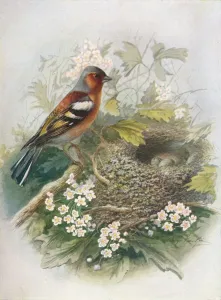 Chaffinch - Fringil la coe lebs, c1910, (1910). Artist: George James Rankin