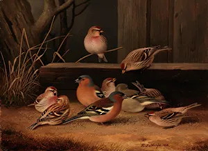 Yard Prints: Chaffinches and Redpolls, 1868. Creator: Ferdinand von Wright