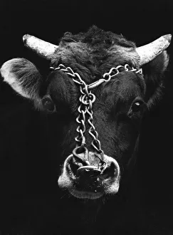 Boxall Prints: Chained bull