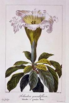 Plant Plants Prints: Chalice Vine, pub. 1836. Creator: Panacre Bessa (1772-1846)