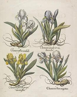 Botany Collection: Chamaeiris flore, 1613. Creator: Besler, Basilius (1561-1629)