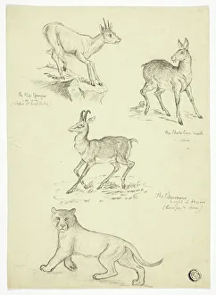 Startled Prints: Chamois, Musk, Klipbok and Lion, n.d. Creators: Thomas Uwins, Samuel Howett