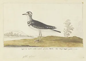 Habitat Prints: Charadrius tricollaris (Three-banded sandplover), 1777-1786. Creator: Robert Jacob Gordon
