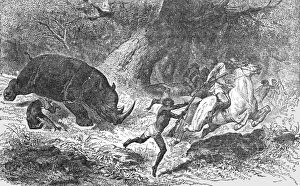Charge of the Black Rhinoceros; Life in a South African Colony, 1875. Creator: Unknown