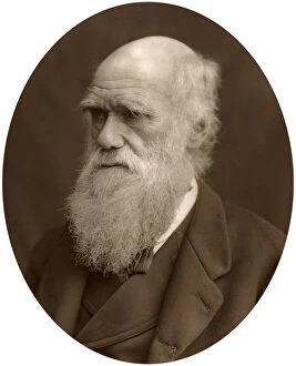 Charles Darwin, 1878.Artist: Lock & Whitfield