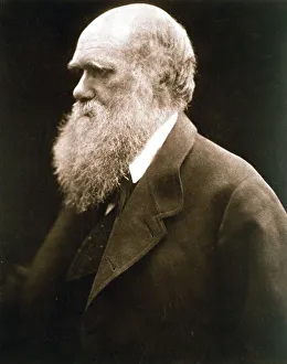 Darwin Prints: Charles Darwin, British naturalist, c1870s. Artist: Julia Margaret Cameron