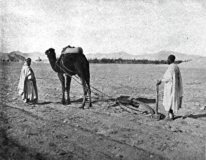 Arabs Prints: Un charrue arabe; Afrique du nord, 1914. Creator: Unknown