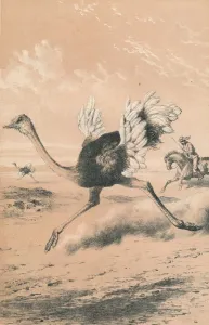 Livingstone Prints: Chasing the Ostrich, c1880