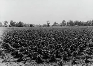 Cultivation Prints: Check row planted cotton, Touchberry Plantation