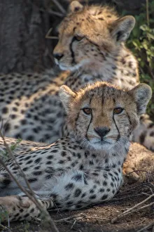 ART Collection: Cheetah Siblings. Creator: Viet Chu