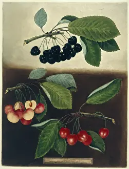 Cherry Prints: Cherries, 1812. Creator: George Brookshaw