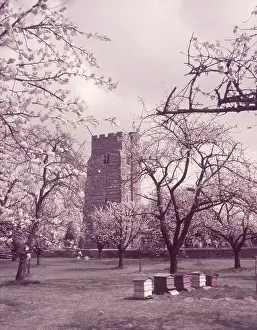 Cherry blossom, Newington, Kent, c1955. Creator: Arthur Charles Kirby Ware