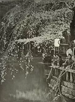 Balustrade Collection: Cherry-Blossom Time in Japan, 1910. Creator: Herbert Ponting