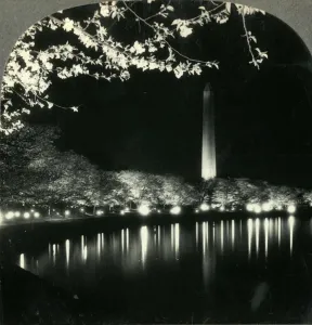 When It Is Cherry Blossom Time in Washington - A Lovely Night View of Washington Monument When It Is Cherry Blossom Time in Washington - A Lovely Night View of Washington Monument