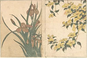 Cherry Blossoms and Irises, from the illustrated book Flowers of the Four Seasons, 1801