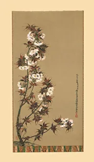 Blossom Prints: The Cherry Blossoms of Mikawa, 19th century, (1886). Artist: Wilhelm Greve