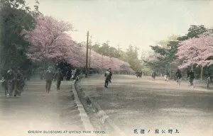Cherry Blossoms At Uyeno Park Tokyo, c1910