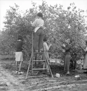 Pickers Prints: Cherry pickers near Millville, New Jersey, 1936. Creator: Dorothea Lange