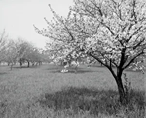 Blossoming Prints: A Cherry tree, between 1900 and 1905. Creator: Unknown