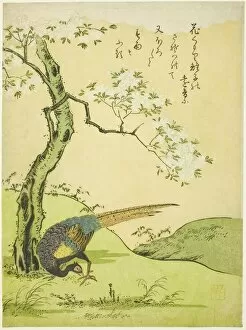 Plumage Gallery: Cherry Tree and Pheasant, Japan, 1765. Creator: Komatsuya Hyakki