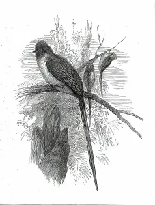 Cameron Verney Lovett Prints: Chestnut-backed Coly, at the Zoological Society's Gardens...1876. Creator: Unknown