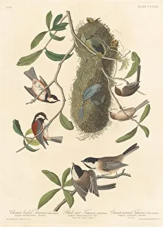 Robert Havell Prints: Chestnut-backed Titmouse, Black-capped Titmouse and Chestnut-crowned Titmouse, 1837