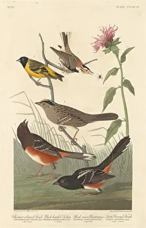 Chestnut-colored Finch, Black-headed Siskin, Black Crown Bunting and Arctic Ground Finch Chestnut-colored Finch, Black-headed Siskin, Black Crown Bunting and Arctic Ground Finch