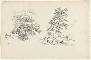 David Johnson Gallery: Chestnut and Pine, 1869. Creator: David Johnson (American, 1827-1908)