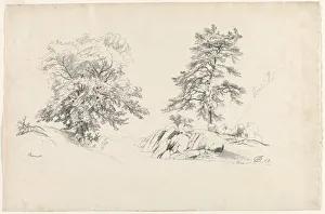 Chestnut and Pine, 1869. Creator: David Johnson (American, 1827-1908)