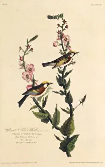The chestnut-sided warbler. From The Birds of America, 1827-1838. Creator: Audubon