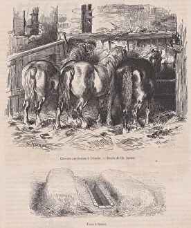 Carthorse Collection: Chevaux percherons al ecurie;Fosse afumier;from Magasin Pittoresque