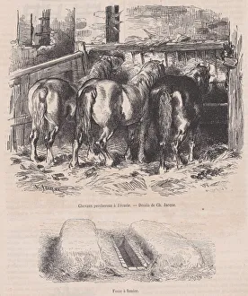 Chevaux percherons al ecurie;Fosse afumier;from Magasin Pittoresque