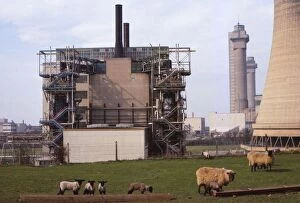 Pollution Gallery: Cheviot-Black Sheep graze at Calder Hall Nuclear Power Station, Cumberland, 20th century