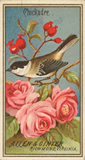 Rosehip Prints: Chickadee, from the Birds of America series (N4) for Allen & Ginter Cigarettes Brands